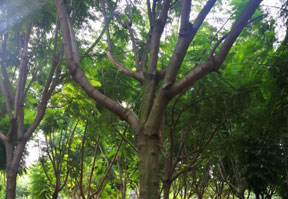 四川華美藍花楹苗圃場