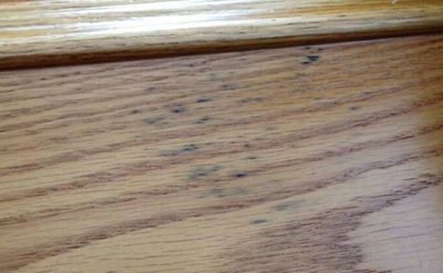 廣東贊譽防霉科技有限公司