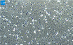 賽百慷（上海）生物技術股份有限公司