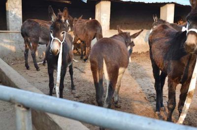 蘭陵李清泉食品有限公司