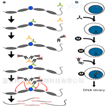 藍景科信河北生物科技有限公司