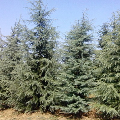 南京雅萍苗圃場(chǎng)