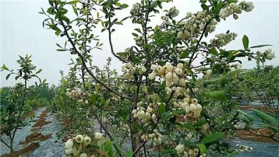 臨沂龍泉生態藍莓專業種植合作社