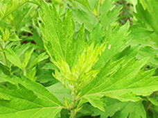 安徽綠愛生物科技發展有限公司