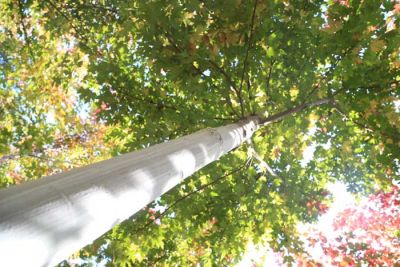 大連世紀(jì)園林景觀工程有限公司