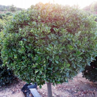 招遠市豐金苗木種植專業合作社