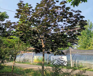 青州振邦綠化有限公司