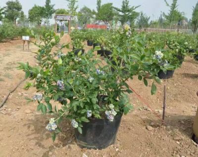 金牛垛藍莓專業合作社