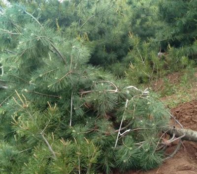 南京金彪苗圃場(chǎng)