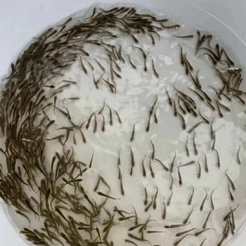 廣州藍靈水產(chǎn)科技有限公司