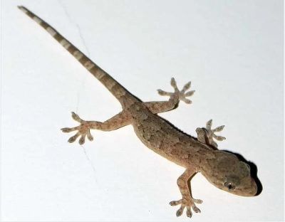 湖北金龍康生物科技開發有限公司