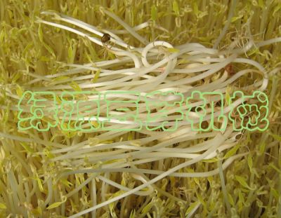 青州市通洋豆芽機械廠