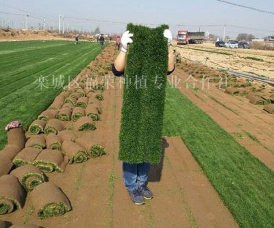 欒城區福榮草坪種植合作社