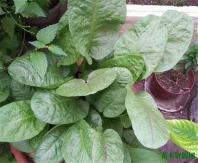 曼氏（中國）香精香料有限公司