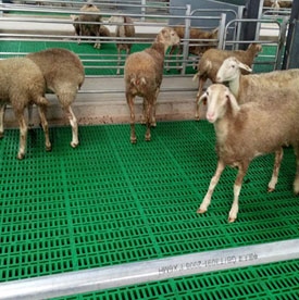 諸城市中興畜牧機械有限責任公司