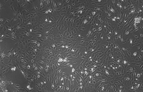 重慶威斯騰生物醫藥科技有限責任公司
