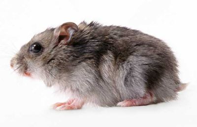 鹽城拜爾有害生物防治技術(shù)有限公司