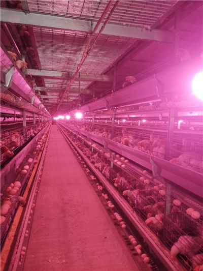 山東大佳機械有限公司