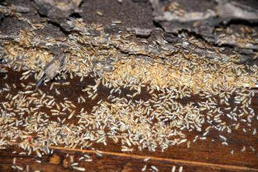 中山市誠建殺蟲滅鼠工程有限公司