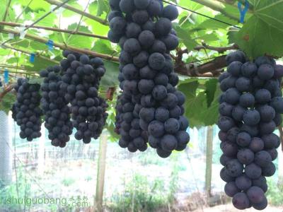 昌黎縣華昌新優(yōu)葡萄苗木專業(yè)合作社