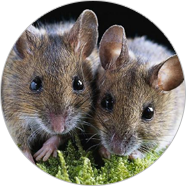 陜西三友有害生物防治有限公司