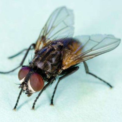 大連鑫慧殺蟲熏蒸服務有限公司