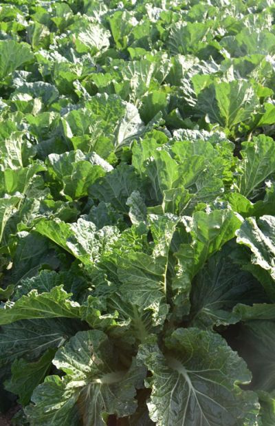 山東登海種業股份有限公司