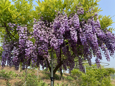 徐州繡藤園林有限公司