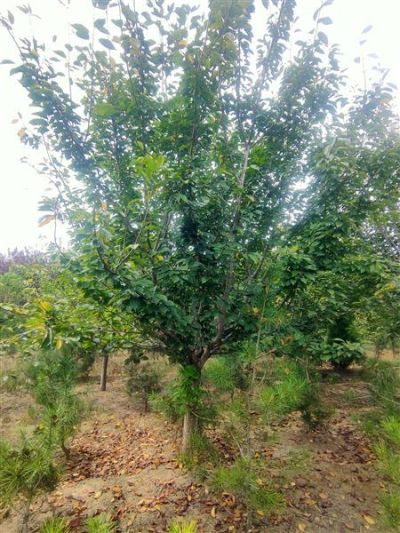 泰安市富坤苗木有限公司