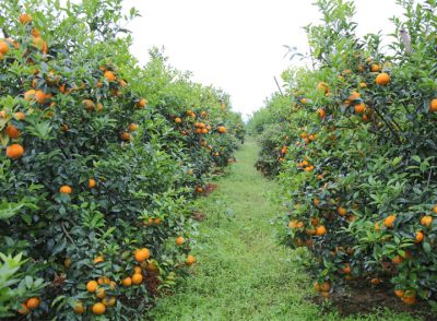 廣西集盈農業(yè)科技有限責任公司