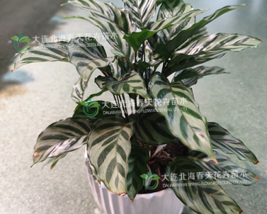 大連北海春天花卉苗木有限公司