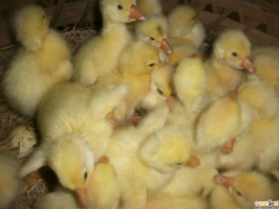 濰坊市春江養鵝專業合作社