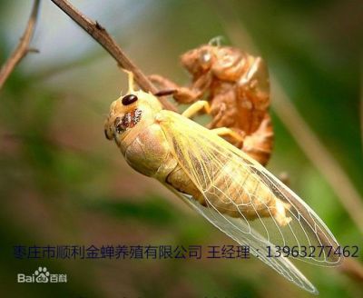 棗莊順利黃金蟬養殖有限公司