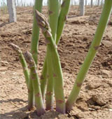 濟南優(yōu)筍農(nóng)業(yè)開發(fā)有限公司