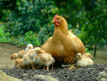 北京順新農業養殖有限責任公司