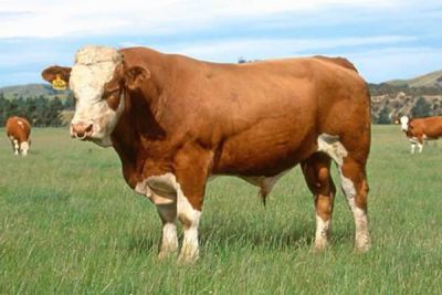 遼寧省鴻源畜牧養(yǎng)殖有限公司