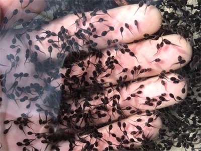 四川玖健蛙寶農業有限公司