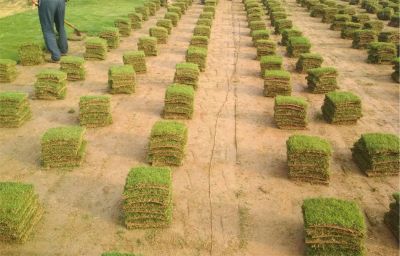 淮南萬城園林綠化工程有限公司