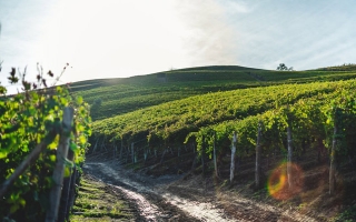 深圳港葡國際貿易有限公司