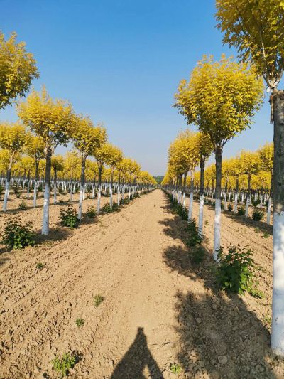 菏澤園林綠化有限公司