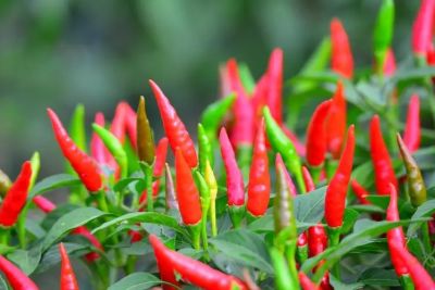 蘭陵縣魯潤種苗有限公司