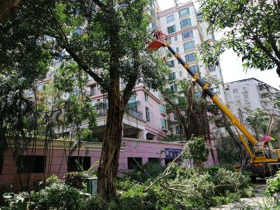 廣州金躍園林綠化工程有限公司