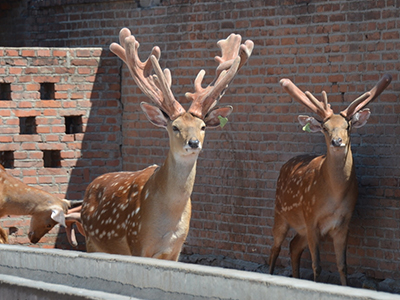 吉水宏海生態養殖場