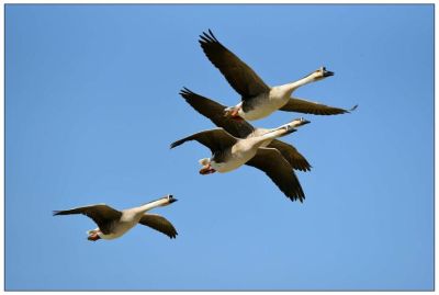 蘭溪市放飛生態農場