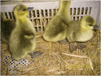 濟寧賽巴拉家禽育種有限公司