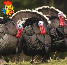 許昌經濟開發區農聯養殖專業合作社