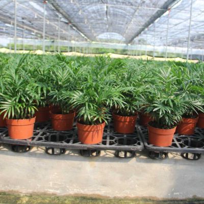 湛江市麻章旭陽種植專業合作社