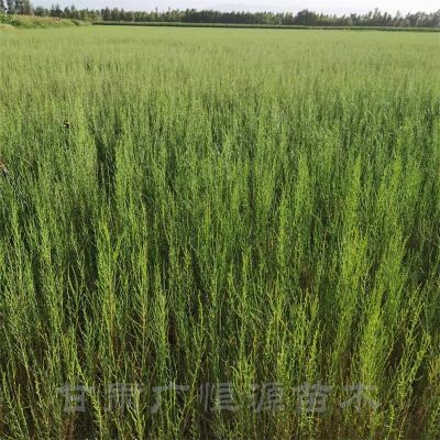 甘肅廣恒源苗木專業合作社