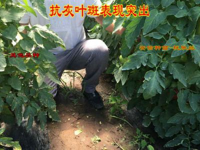 山東安信種苗股份有限公司