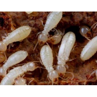 肇慶香江城市害蟲(chóng)防治服務(wù)有限公司